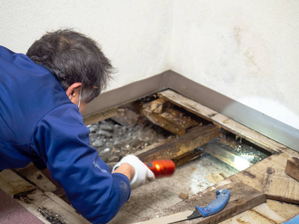 Best Mold Removal Company Near Me  in Kalispell, MT