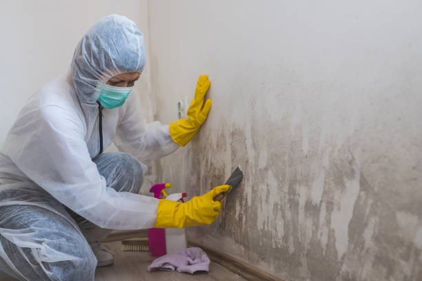 Best Mold Testing  in Kalispell, MT