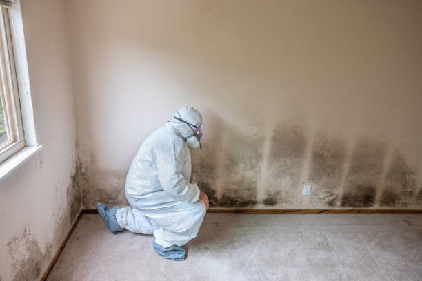 Kalispell, MT Mold Removal Company