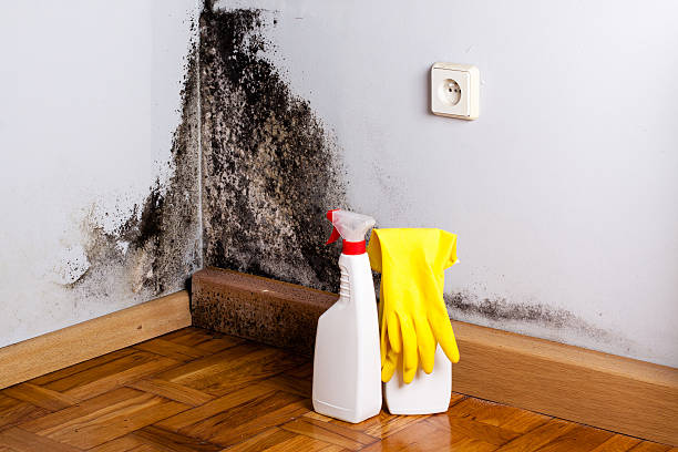 Best Black Mold Removal  in Kalispell, MT