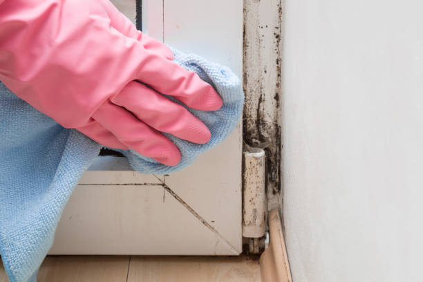 Best Best Mold Removal Companies  in Kalispell, MT