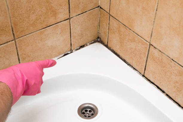 Best Mold Damage Repair  in Kalispell, MT